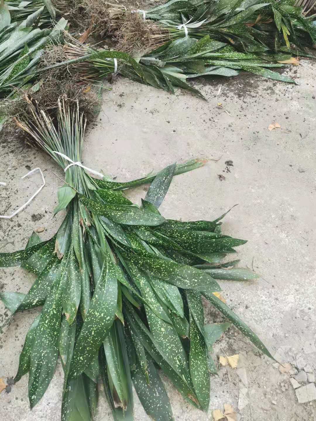 一叶兰蜘蛛抱蛋高度50-150公分