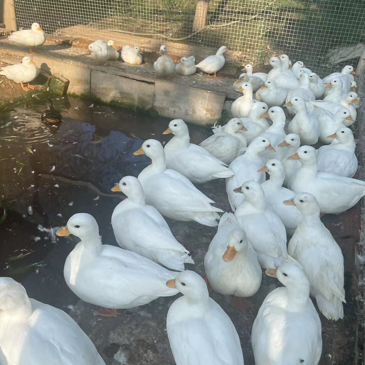 柯尔鸭宠物鸭 柯尔鸭多少钱一只 柯尔鸭批发厂家-阿里巴巴