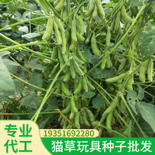 批发黄豆种子小金黄中黄芽苗菜豆芽菜新种子质优价低量大优惠