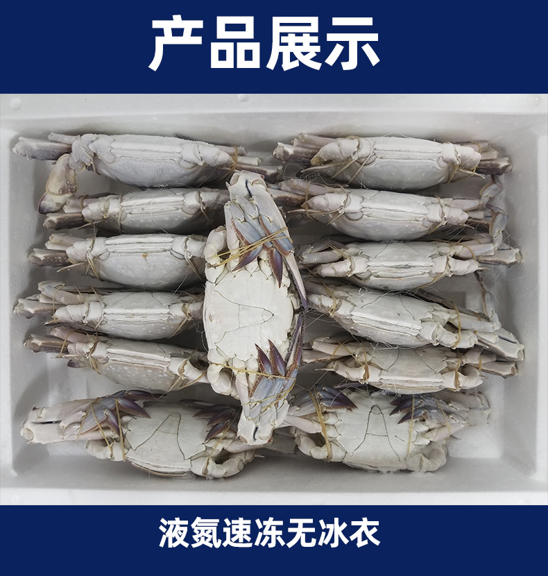 舟山液氮鲜活冻月岙流网梭子蟹大白蟹扎公蟹冷冻海鲜海蟹螃蟹批发