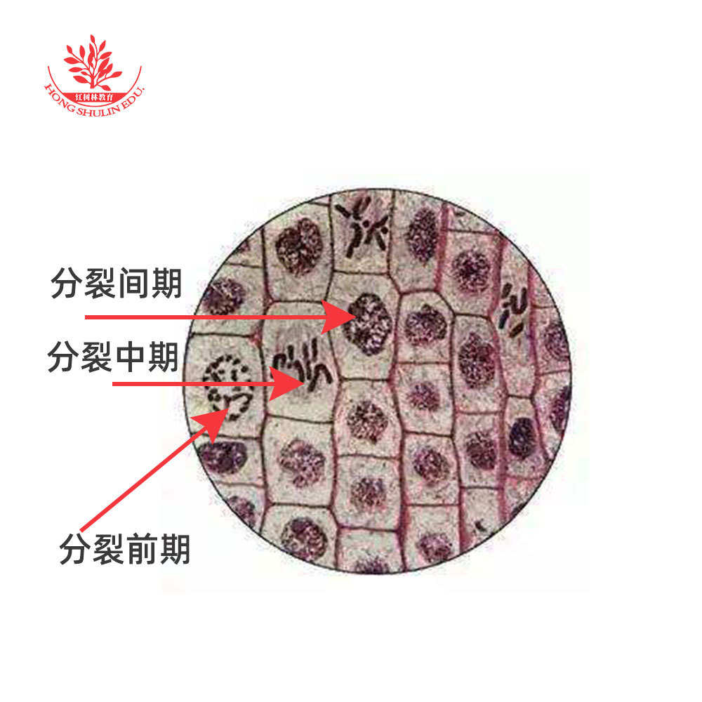 洋葱根尖有丝分裂切片结构清晰折光度高染色鲜艳生物玻片教学切片