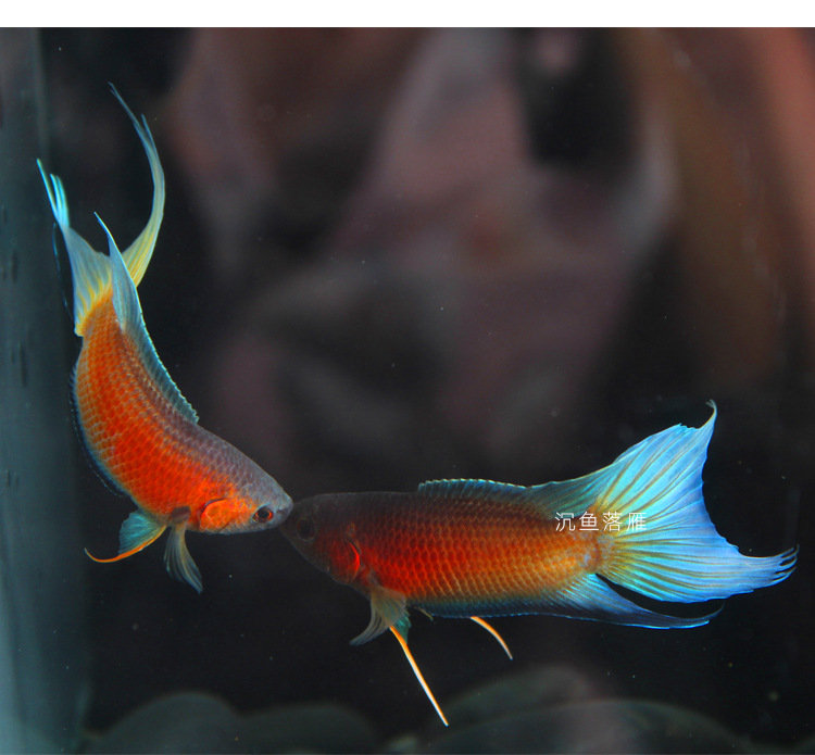 澳红观赏鱼淡水好养耐活鱼冷水鱼澳洲红火焰不打氧淡水鱼