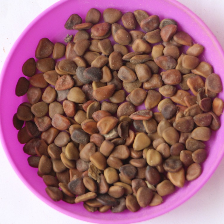 桑树苗木种子-桑树苗木种子厂家,品牌,图片,热帖-阿里巴巴