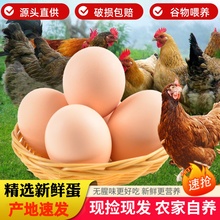 农村自养谷物鸡蛋新鲜40枚孕妇家乡蛋五谷喂养鸡蛋整箱批发