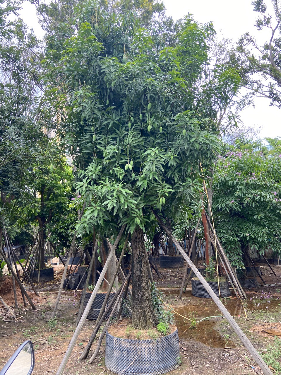 芒果树 普宁水果树基地大芒果树 移植芒果树批发各种水果树