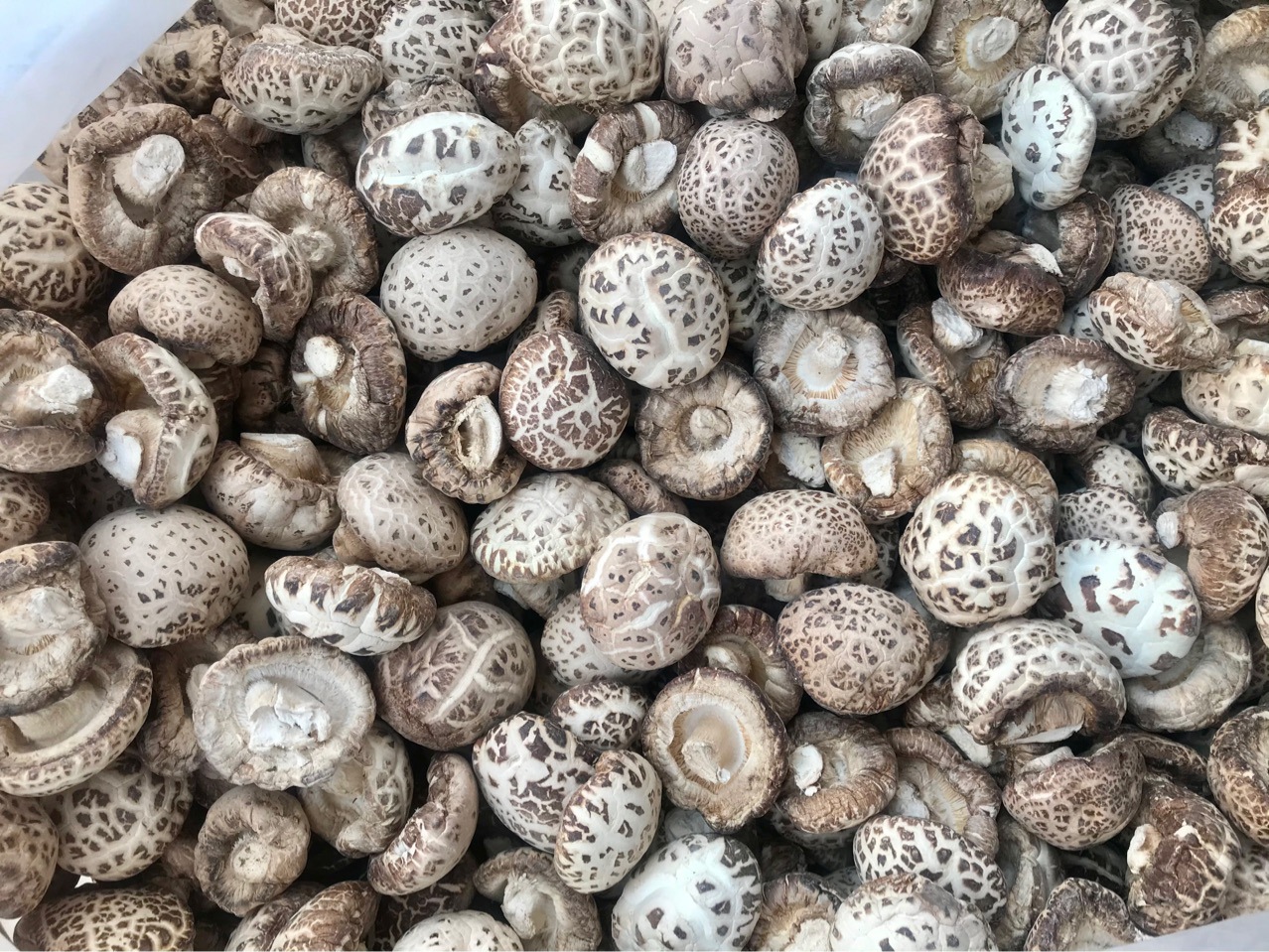 泌阳天白花菇干货剪脚剪脚干香菇冬菇肉厚蘑菇食用菌农产品批发