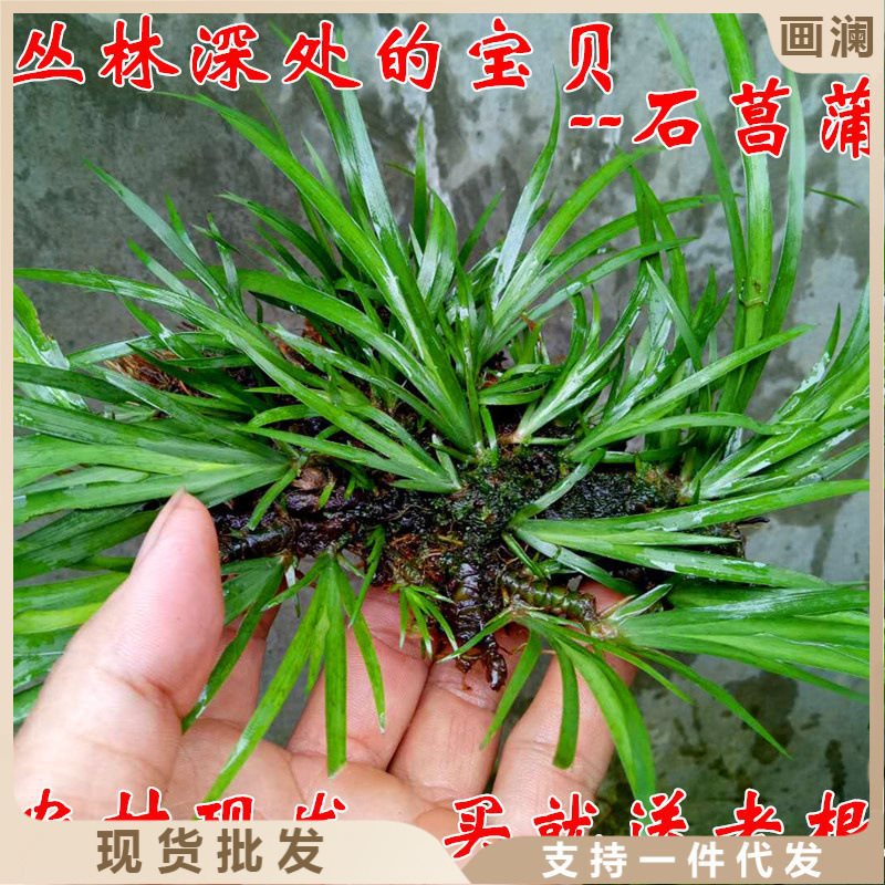 石菖蒲附石龙根菖蒲草水培盆景植物龟缸养鱼室内外微景观庭院绿植