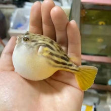 斑马狗头河豚鱼斑狗头鱼苗热带鱼观赏鱼淡水河豚凶猛鱼苗活体包邮