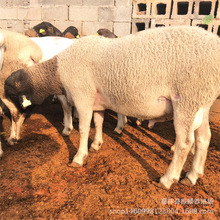 常年出售杜泊绵羊 小尾寒羊 澳洲白 三到六月龄羊羔价格