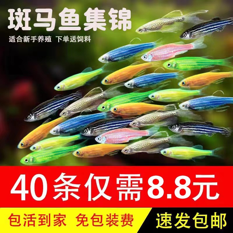 热带观赏鱼萤光斑马鱼孔雀鱼灯科红绿灯鱼小型活鱼冷水鱼淡水好养