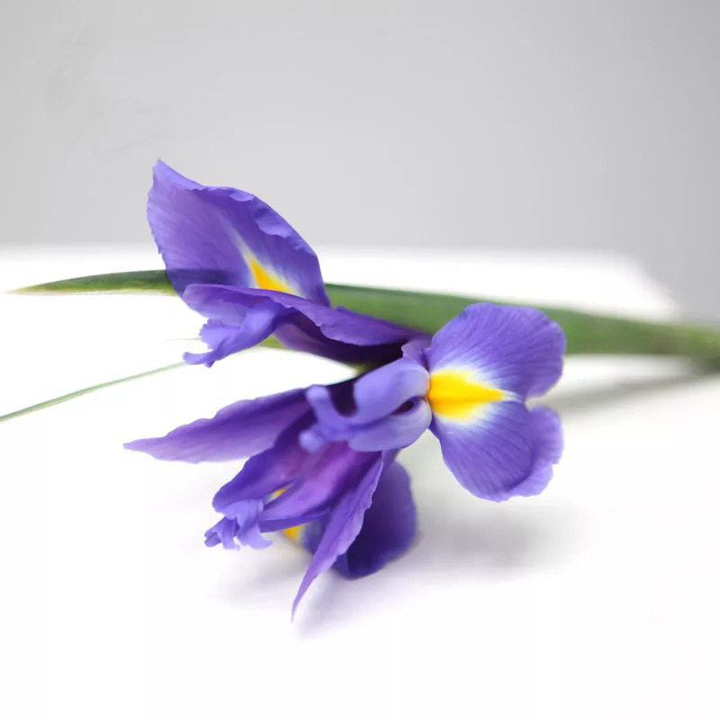 鸢尾花爱丽丝云南昆明斗南鲜花基地直发花束花卉家用真花水养配花