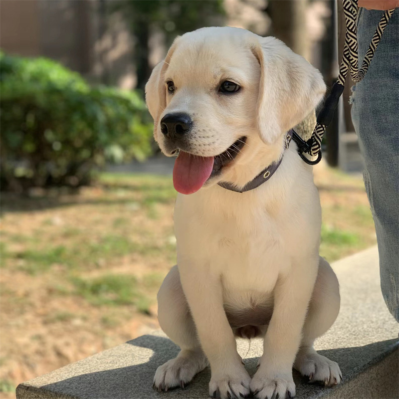 犬舍直销纯种拉布拉多幼犬 活体拉布拉多导盲犬 奶白黑色拉布拉多