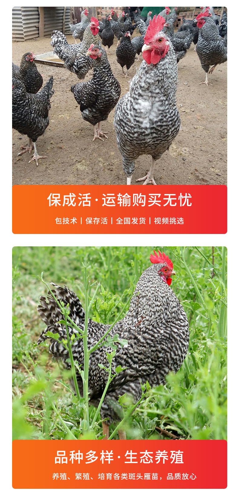 芦花鸡苗批发零售半大芦花鸡生态散养芦花鸡现货价格不高量大包邮