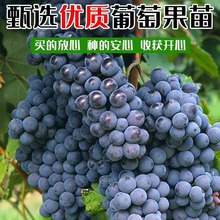 大巨峰葡萄树苖无籽嫁接果树果苗盆栽阳光玫瑰南北方四季种植耐寒