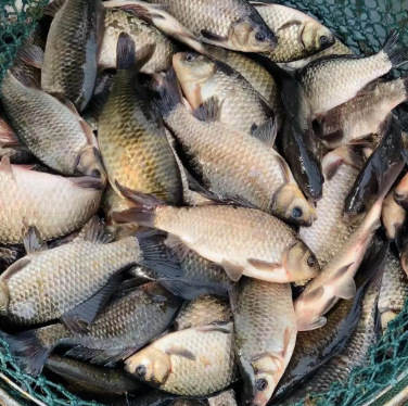 批发黑色带仔新鲜湖水小鲫鱼野新鲜活鱼现淡水河淡水土鲫鱼炖汤冷