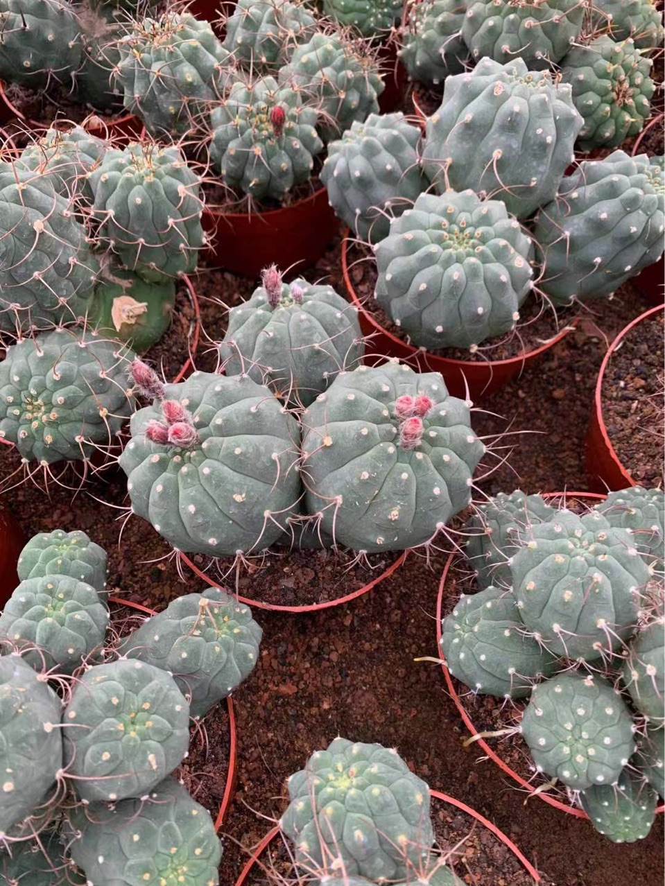 盆栽掌形多肉植物多头群生奇仙玉仙人球开红花仙人球仙人掌批发