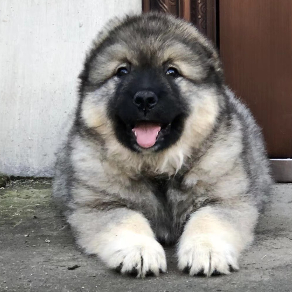 纯 种高加索犬幼犬出售幼崽活体宠物狗狗三个月高加索小狗价格