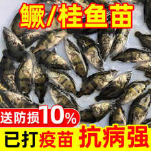 桂花鱼苗鳜鱼苗翘嘴鱼苗斑桂鱼肉食性鱼苗加州鲈鱼苗鲈鱼苗小鱼苗