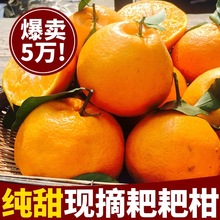 四川春见耙耙柑粑粑柑正宗水果新鲜整箱当季丑桔橘新鲜10装包邮斤