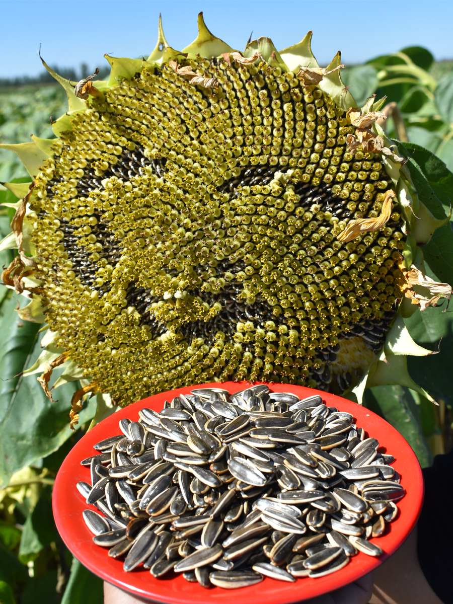 手工现炒熟瓜子原味363大颗粒薄皮精品新葵花籽婚庆袋装零食 3斤