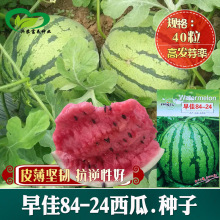 西瓜种籽孑早佳84-24西瓜籽麒麟王四季水果早熟脆甜多汁大西瓜