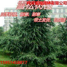 大型松树真树雪松树苗四季常青工程庭院绿化苗南北方种植包成活