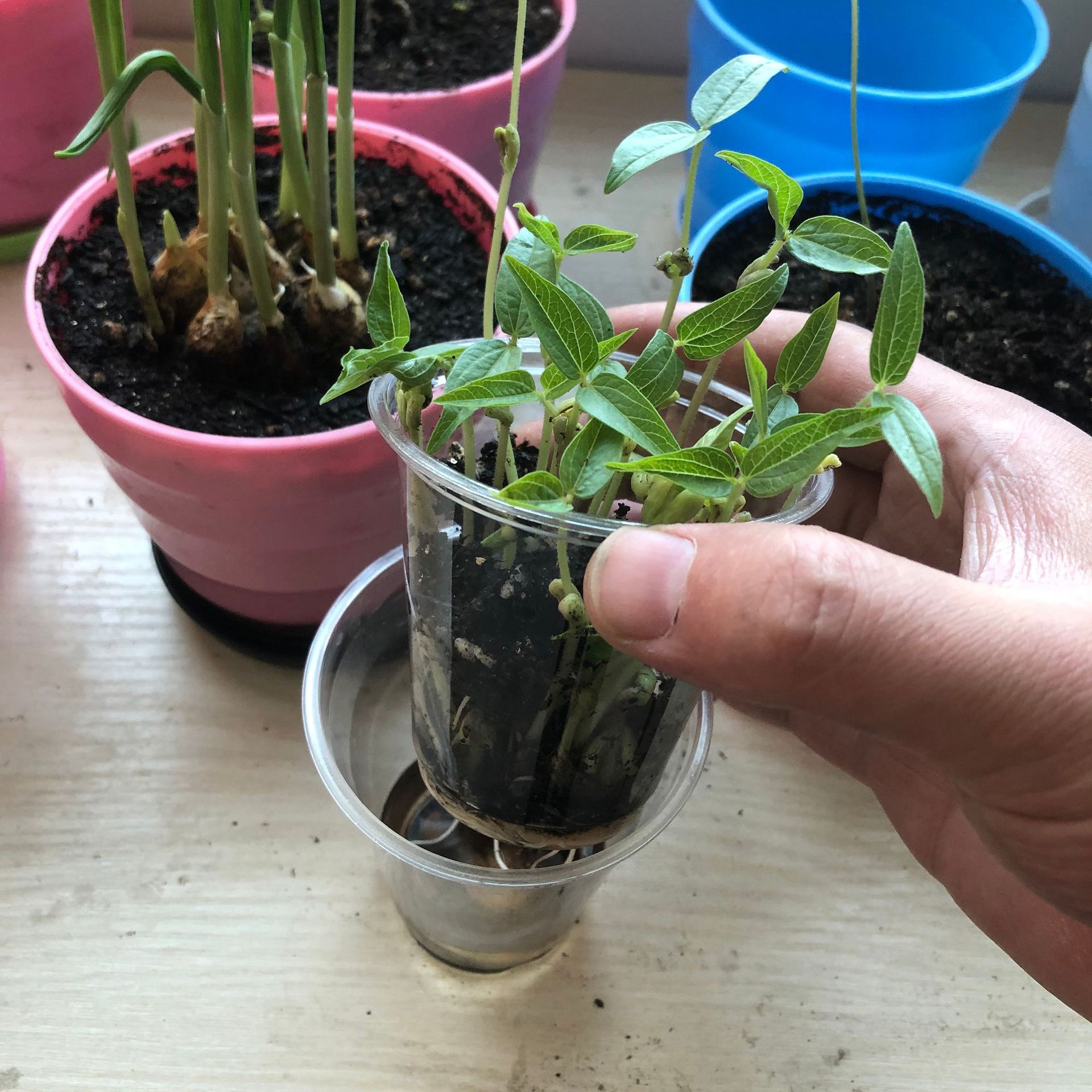 种子发芽盆景科学实验根部认识 绿植盆栽 学生家庭作业自己种植物