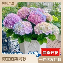 绣球花盆栽绣球花苗四季开花无尽夏卉室内外阳台庭院绿植八仙花厂