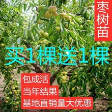 枣树苗嫁接特大沾化冬枣苗盆栽地栽南北方种植当年结果果树