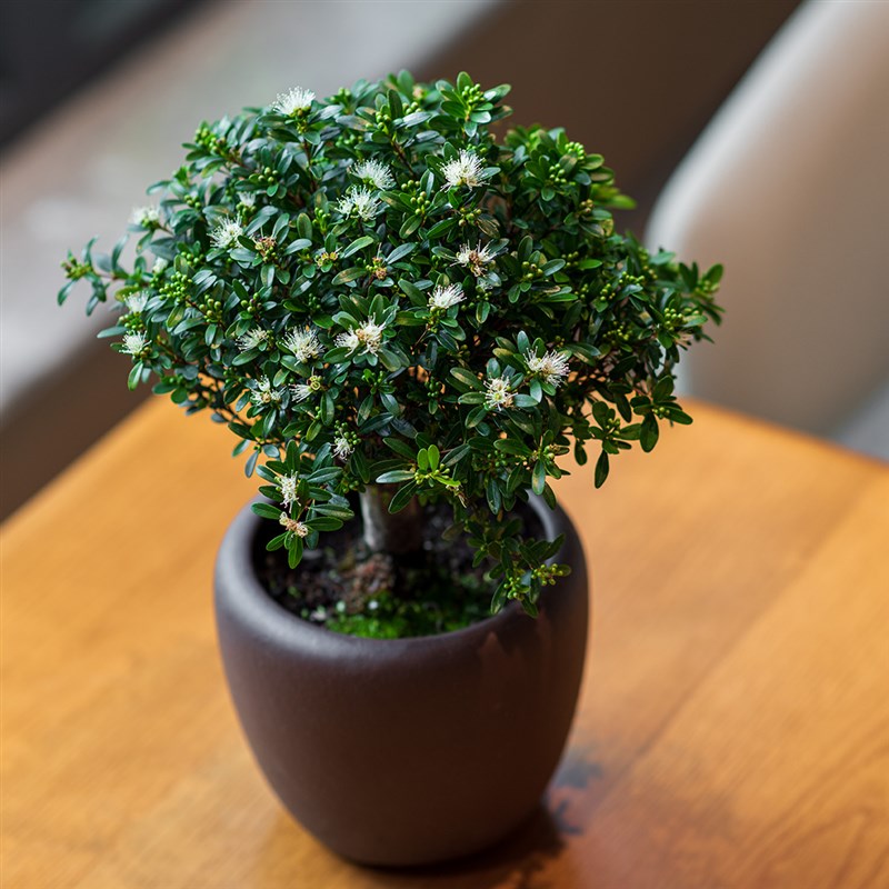 老桩赤楠盆景带盆栽好养活庭院绿植物室内紫砂耐阴四季常青吸甲醛