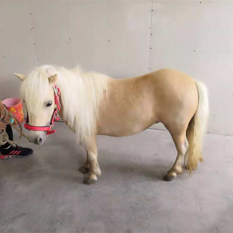 土豪金骑乘马宠物矮脚马活马小马驹德宝矮马真马小型马景区待客