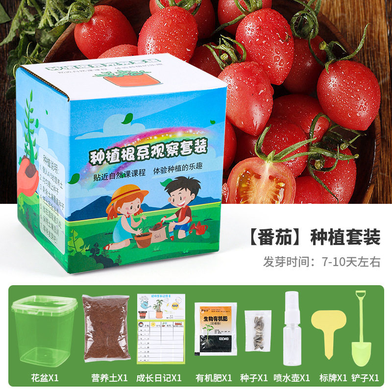 Children's Potted Primary School Students Plant Scientific Planting Growth and Germination Observation Box Kindergarten Creative Gift Tree Planting Festival