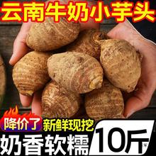 云南牛奶小芋头10斤新鲜红芽毛芋头当季芋艿香芋旗舰店批发5