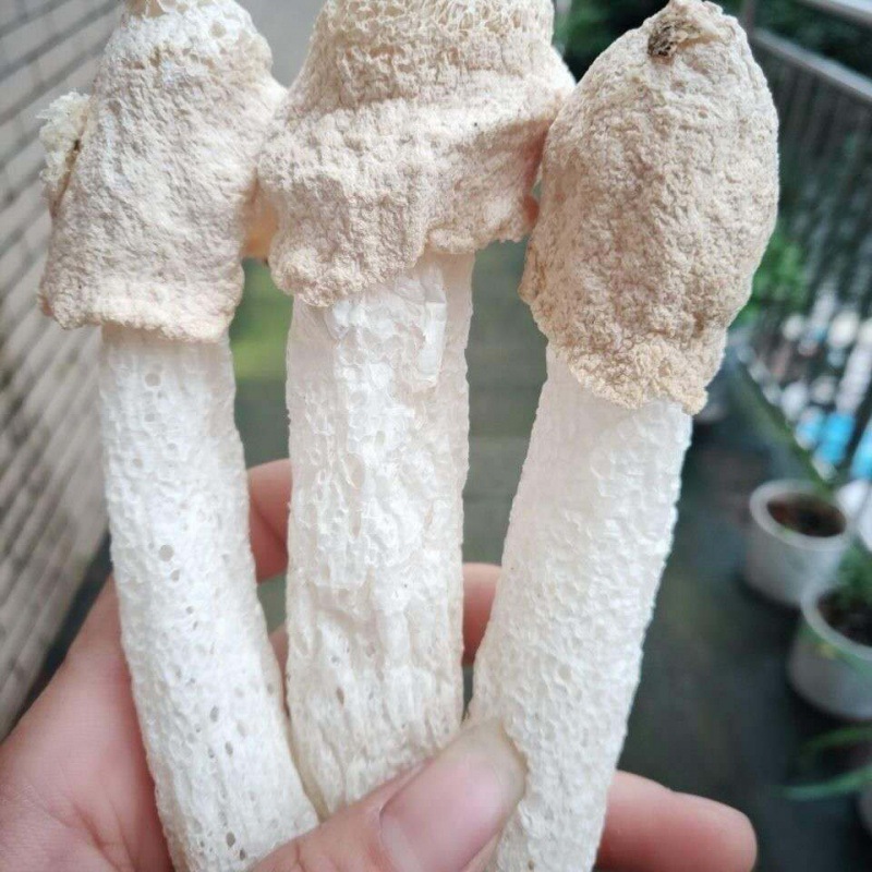竹荪一等品干货净重未开伞原生态短裙竹荪当季煲汤菌菇混批-阿里巴巴