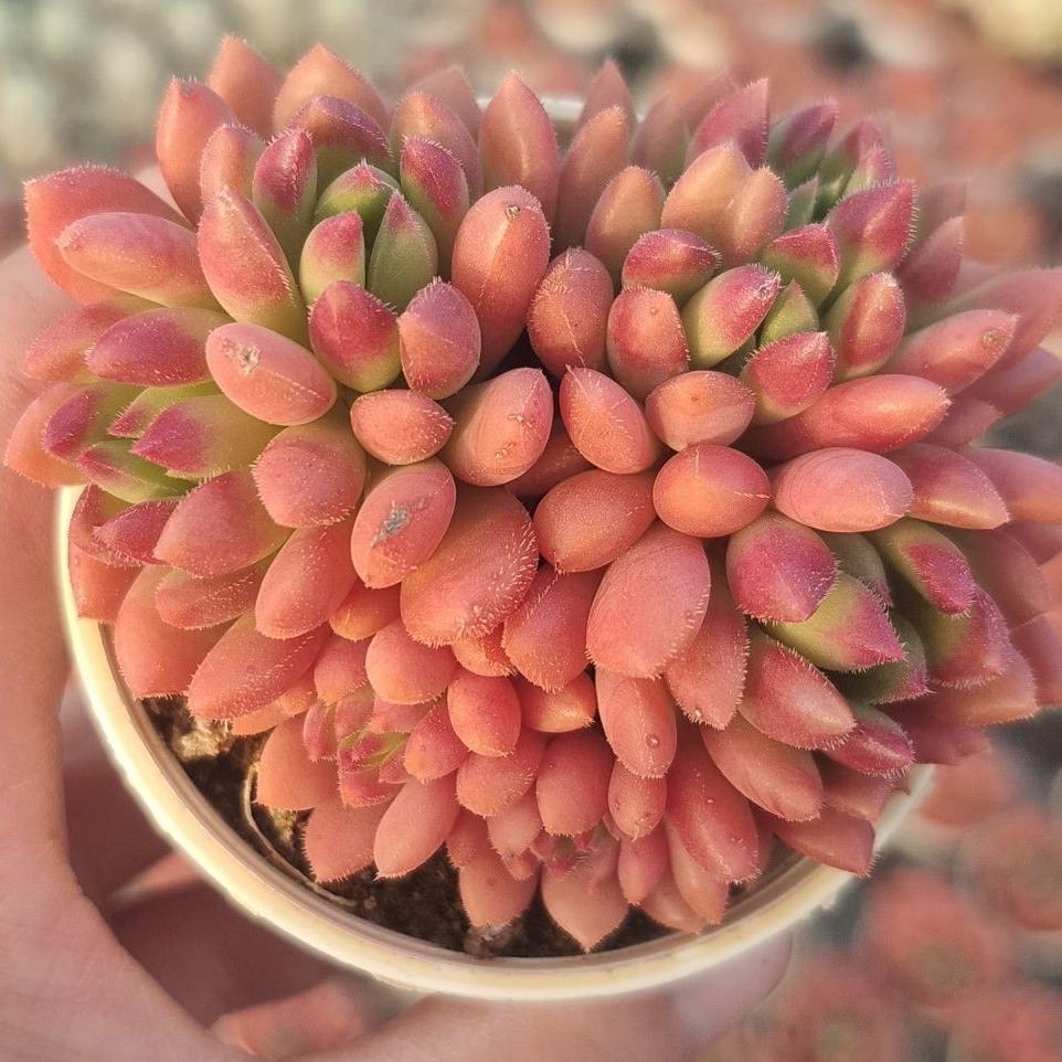 朱砂痣贵货多肉植物侧影稀有品种香水室内花绿植莲花多肉玫瑰夫人