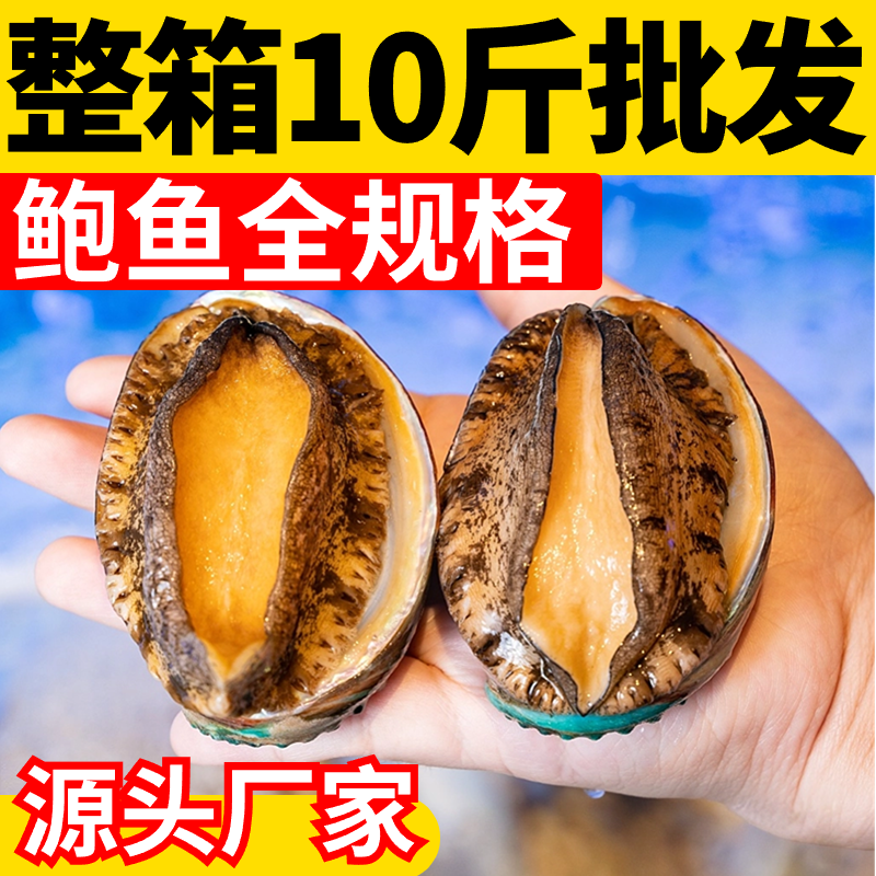 鲍鱼鲜活大个四头特大青岛新鲜生鲜4-5头海鲜水产包邮大鲍鱼冷冻_阿里