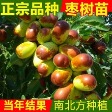 枣树活苗南方北方嫁接大枣树苗山东种植庭院红枣子树盆栽冬枣苗树