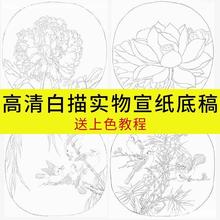 描红画稿工笔底稿国画白描初学者专白描临摹底稿入门初学笔画工笔