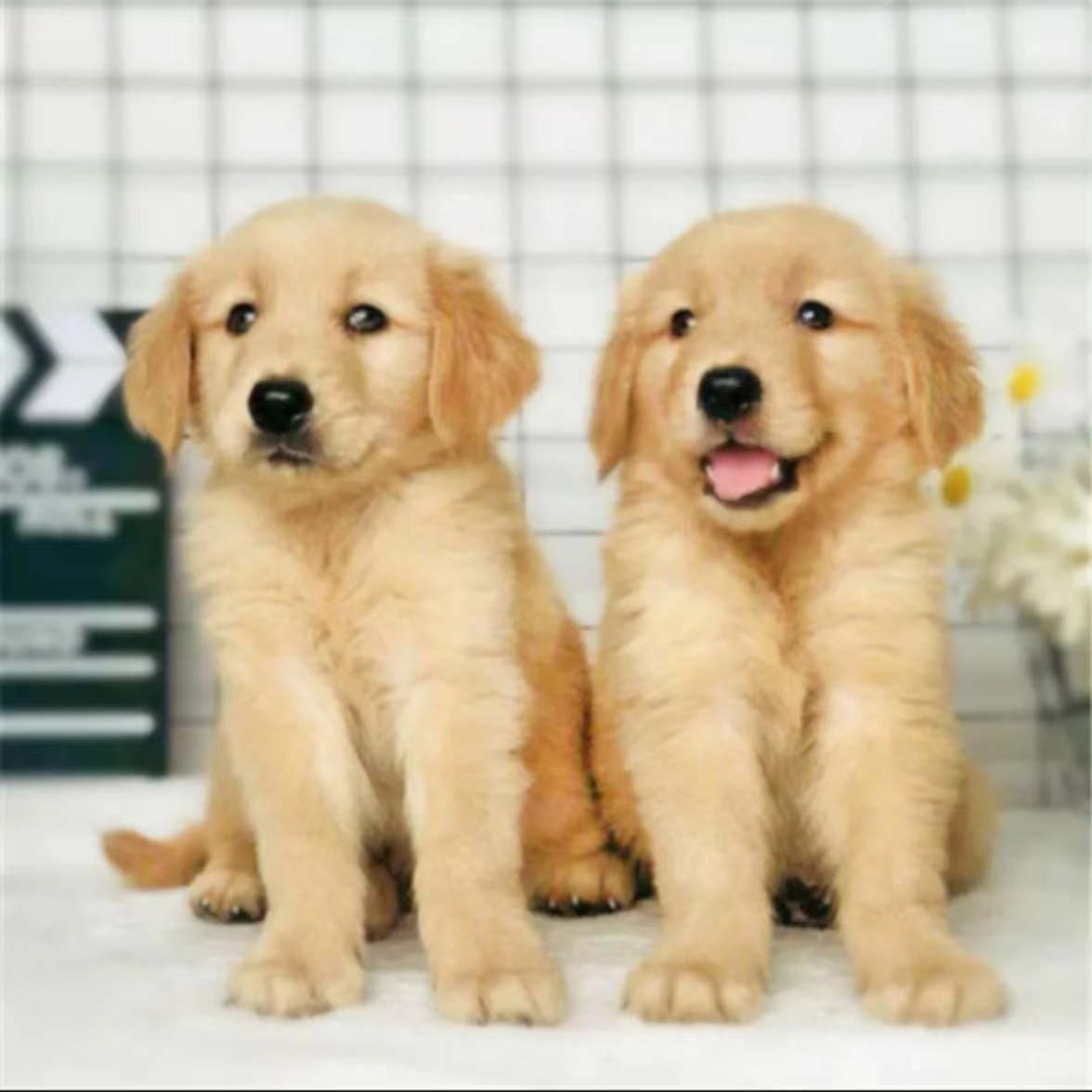 纯种金毛幼犬活体双血统金毛寻回犬赛级金毛犬犬舍中大型犬宠物狗