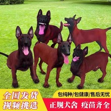 犬舍直销纯种马犬幼体活体纯种爆红小马犬比利时双血统成年科目犬