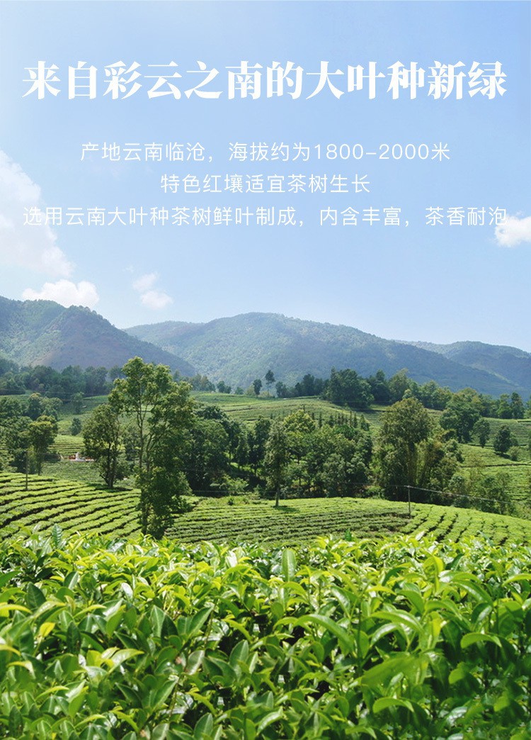 八马茶叶 早春绿茶高山云雾绿茶2024年新茶烘青绿茶袋装散茶180g