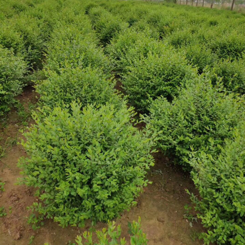 园林景观金叶女贞球 花坛庭院绿化四季常青 基地供应盆栽地栽苗木