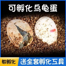 可孵化乌龟蛋套装甲鱼蛋中华草龟蛋墨龟乌龟活物巴西龟学生孵化蛋