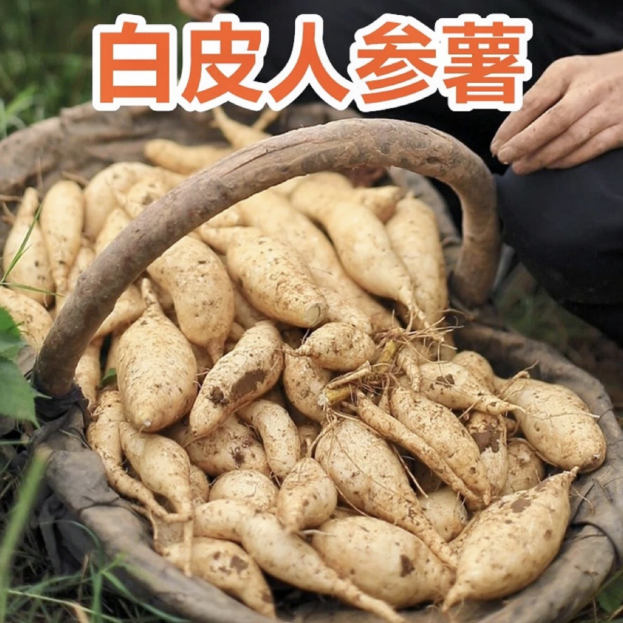 牛奶人参薯新鲜现挖奶香人参薯白心红薯 鸡蛋板栗薯粉糯香甜番薯