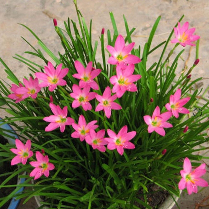 室外矮花四季开花花卉韭菜莲葱兰花苗花草耐寒耐阴绿化植物庭院春