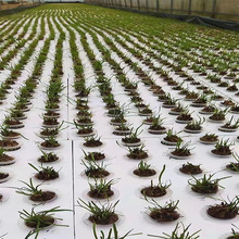eva水培种植板 老板亲测  水耕水稻无土栽培育苗EVA泡沫浮板