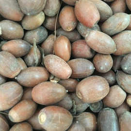 0成交0笔沭阳县橡树种子娜塔烁种子青冈栎种子橡子蒙古栎种子栎树美国