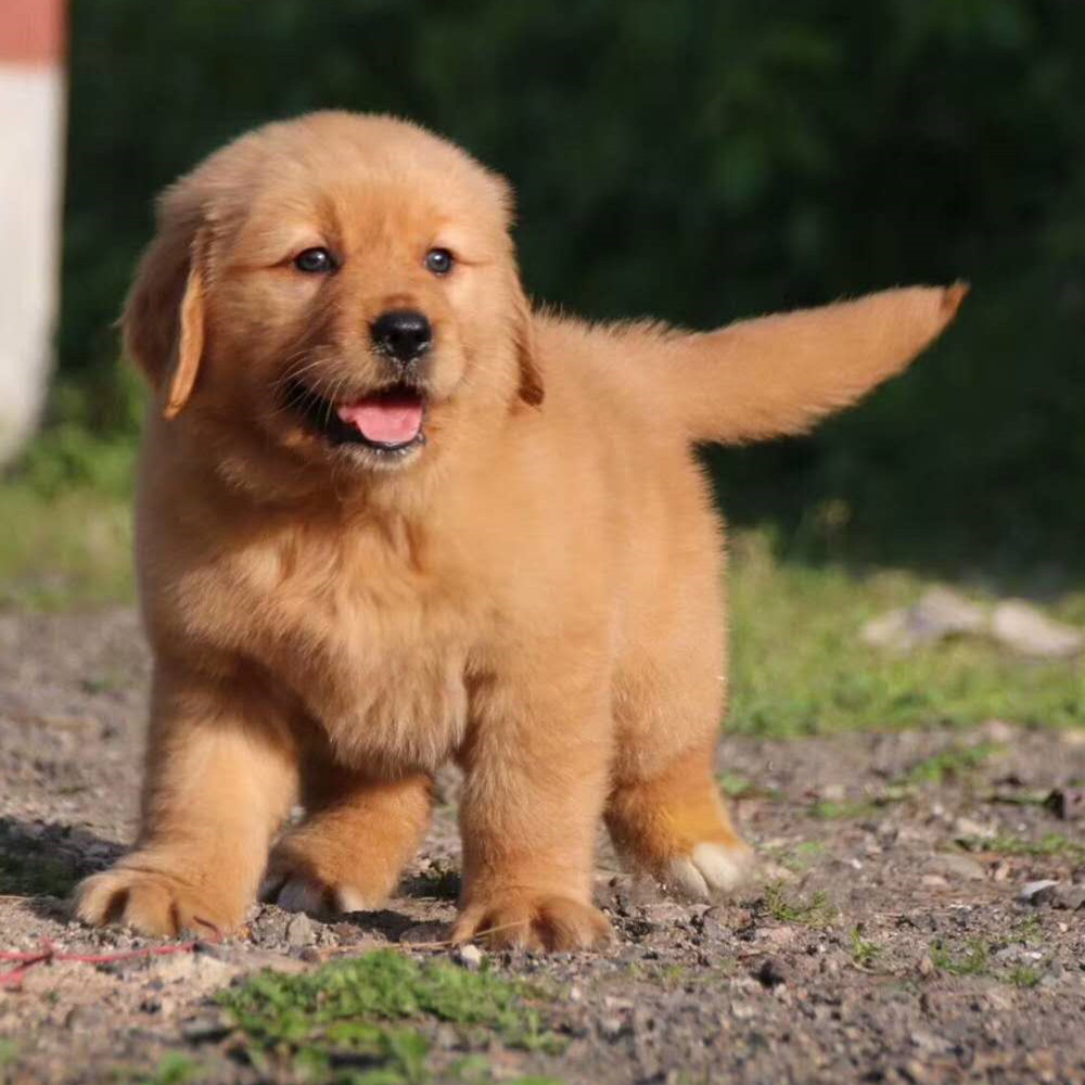 出售 家养金毛犬幼犬活体宠物狗聪明可爱家庭伴侣金毛犬小狗价格