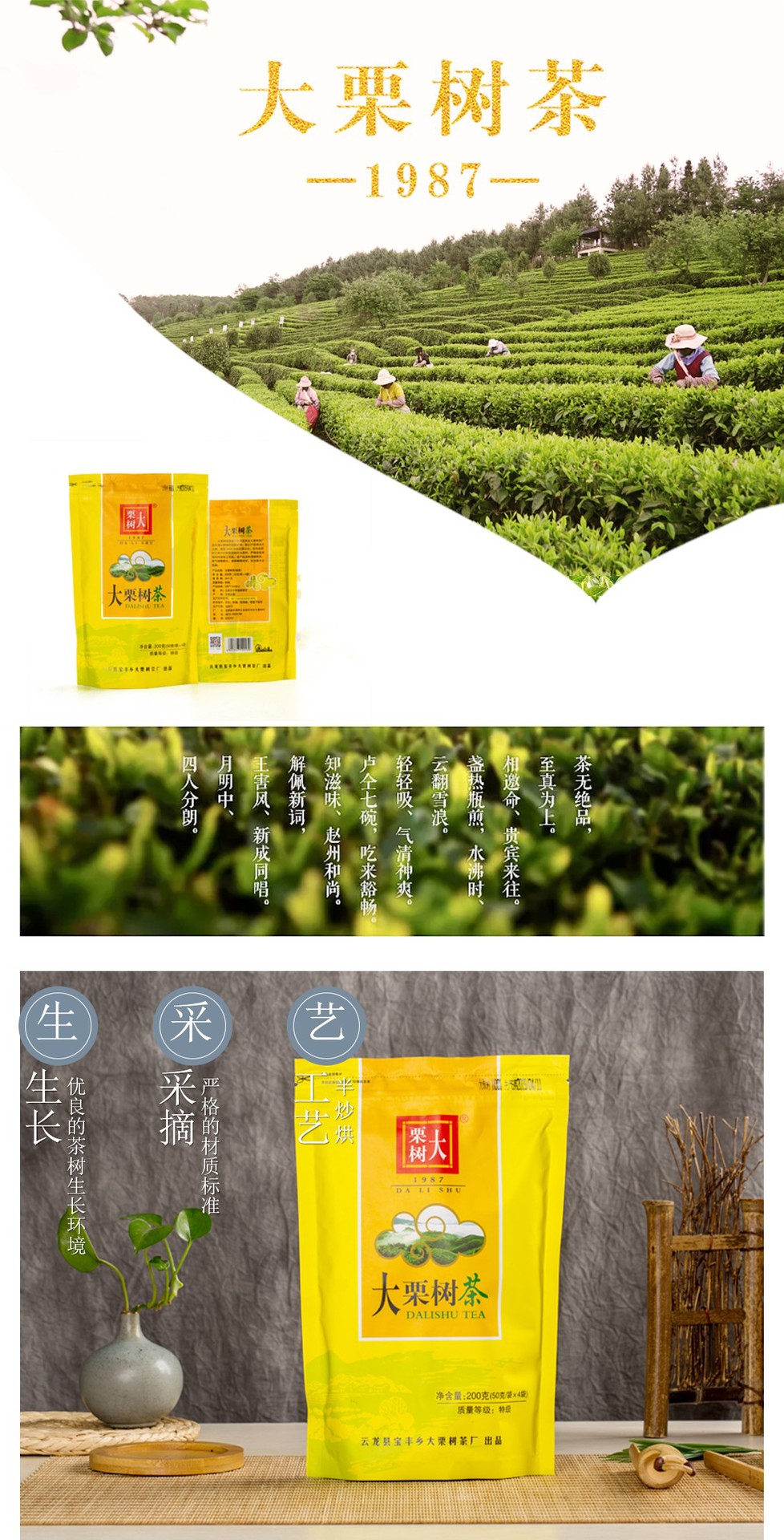 绿茶 厂家批发 云南特产 云龙 大栗树牌 特级 袋装