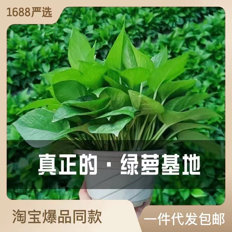 绿萝盆栽室内吸除甲醛长藤垂吊大叶180型号绿箩新房水培 花卉绿植